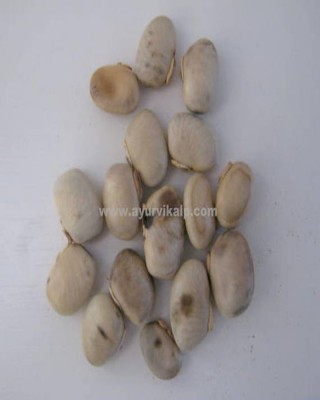 WHITE KAUCH SEEDS, Mucuna Pruriens, Raw Herbs of India